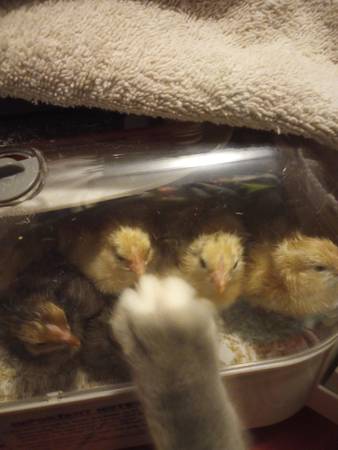 Rehoming baby barnyard mix (Evergreen Alabama)63668241854083124