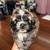Shiranian puppy 1 thumbnail