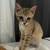 Sweet little kitten 2 thumbnail