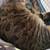 Female spayed tabby 2 thumbnail