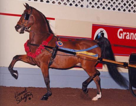 Walsh Fine Harness - Horse Show Harness/Saddlebred Size 1