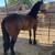 Filly-Potra 1 thumbnail