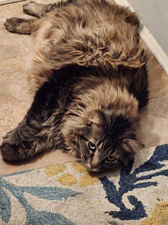 FREE to good home (Palm Springs)63658067232643120