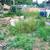 House cleaning/Yard-Farm Laborer 3 thumbnail