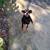 Pet Related Housing Issues? Pet / Sitting / Boarding short/long term 10 thumbnail