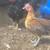 Serama Bantam Chickens 1 thumbnail