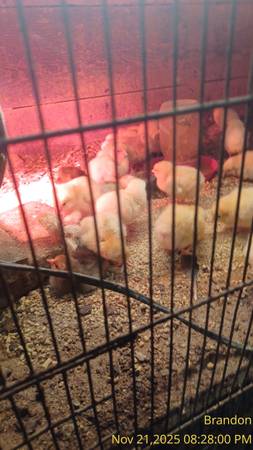 Baby chicks 1