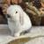 Holland lop baby bunnies 1 thumbnail