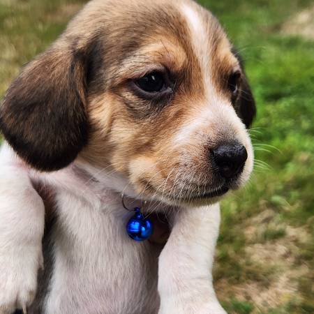 Beagle puppies63853465029507123