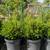 Boxwood 1 thumbnail