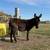 Mini donkey Bred 2 thumbnail