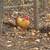 Buff Cochin Bantam Rooster 2 thumbnail