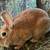 Rabbit 2 thumbnail
