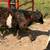 Calves 3 thumbnail