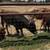 Longhorn/ corriente cattle 7 thumbnail
