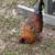 Rooster 3 thumbnail