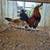 Gamefowl game chickens 5 thumbnail