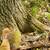 Marinette County Hardwood Forest North of Crivitz 7 thumbnail