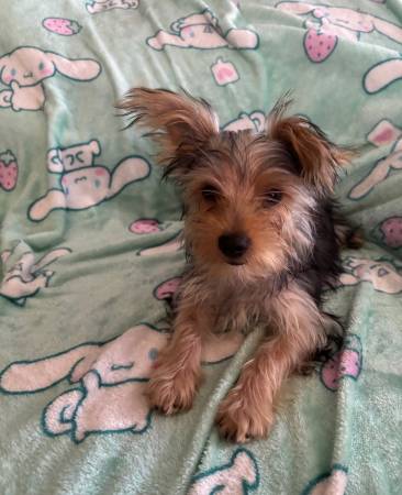 Yorkie puppies 1