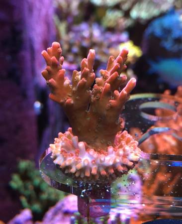 Coral SPS Frags & Mini Colonies - WYSIWYG - Acros, Montis !! 1