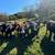 Bred Heifers 1 thumbnail