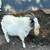 Nigerian Dwarf + Pygmy Cross Buck 1 thumbnail