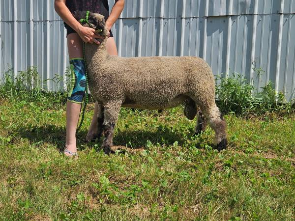 Gray Sheep グレシプ Great Busters ver. COLOR Gray Sheep Great Busters Ver. Color | eBay