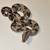 Baby boas, corns, and hognoses 3 thumbnail