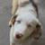 Rehoming AussieAmerican Shepherd Puppies 6 thumbnail