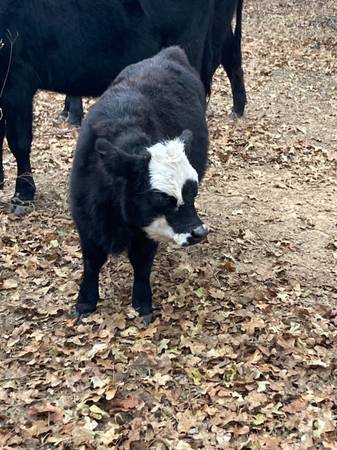 Nicro mini black balding. 1