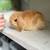Baby holland lop bunnies 7 thumbnail