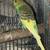 !!!PARAKEETS!!! 11 thumbnail