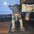 Belgian malinois puppies 2 thumbnail