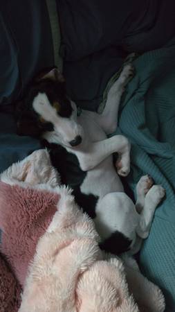 Coonhound puppy (Rock Springs)63843455131011120
