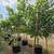 Cold Tolerant Fruit Trees 1 thumbnail