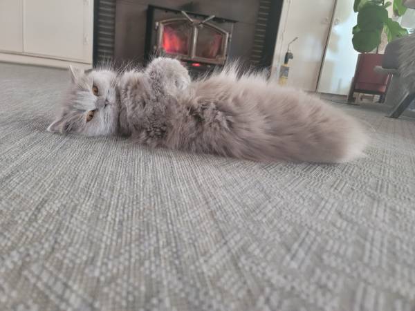 Rehoming Female British Longhair (Antelope)63848769217665123