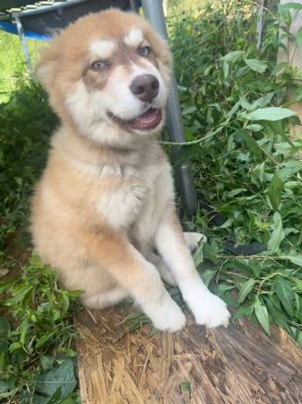 Husky Puppy63697161727363122