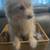 Pom-Terri. Pomeranian 7 thumbnail
