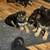 German shepherd puppies available 12-20-2025 22 thumbnail