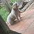 American bully pocket 2 thumbnail