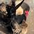 SERAMA HENS & ROOSTERS 22 thumbnail