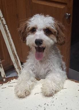 Puppies Cavapoo (West Los Angeles / Century City)63953815829123120