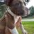 Lilac & Chocolate extreme bullie pups 4 thumbnail