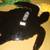 SEA TURTLE WALL DECOR 6 thumbnail