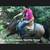 Roan Mare Gorgeous Sweet Gentle Broke for ANY rider 11 thumbnail