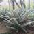 Native Oregon plants 15 thumbnail