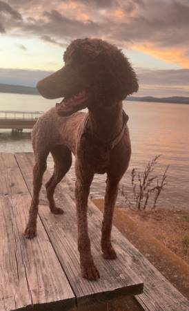 Standard Poodle (Gadsddn)63940593016194122
