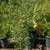 Pomegranate Tree 5 thumbnail