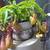 Nepenthes Deroose Alata Tropical Asian Pitcher plant 2 thumbnail