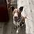 Rehoming Amazing Blue Heeler/GSP mix (Mission Valley) 3 thumbnail